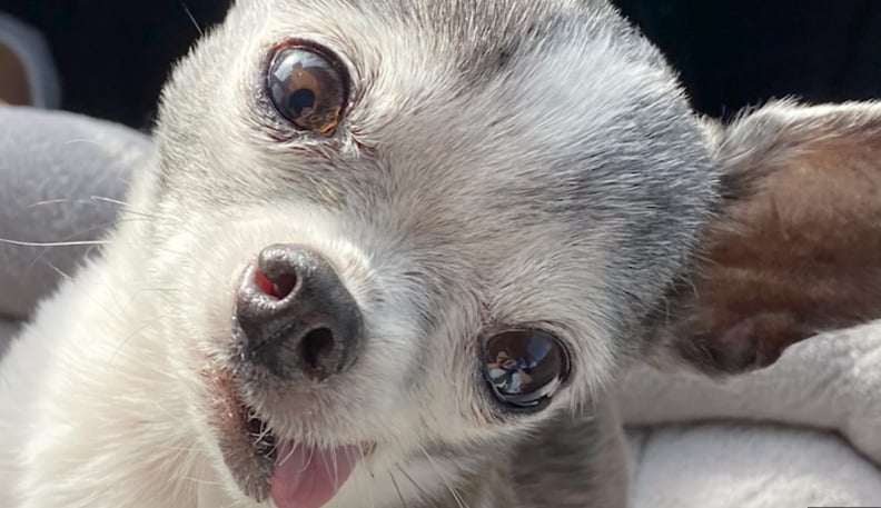 Donatello the senior Chihuahua