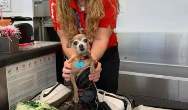 Chihuahua hiding in a suitcase ahead of a a Texas couple vacation