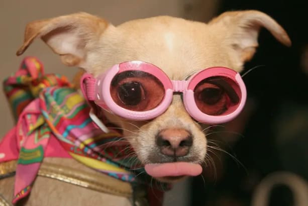 chihuahua wearing a pink goggles 