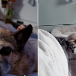 Senior Chihuahua’s Heartwarming Couch Cuddles with Owner