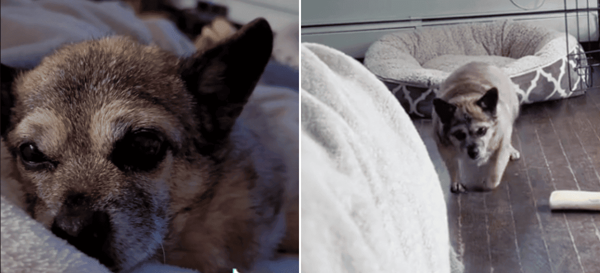 Senior Chihuahua's Heartwarming Couch Cuddles with Owner 1 Cuddle Session