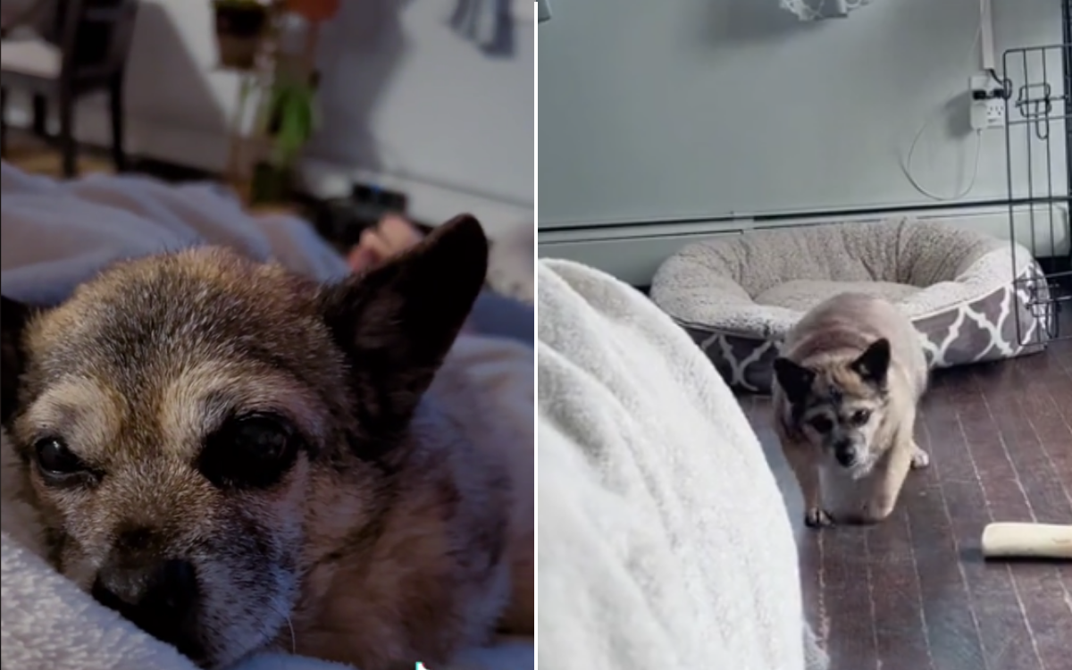 Read more about the article Senior Chihuahua’s Heartwarming Couch Cuddles with Owner