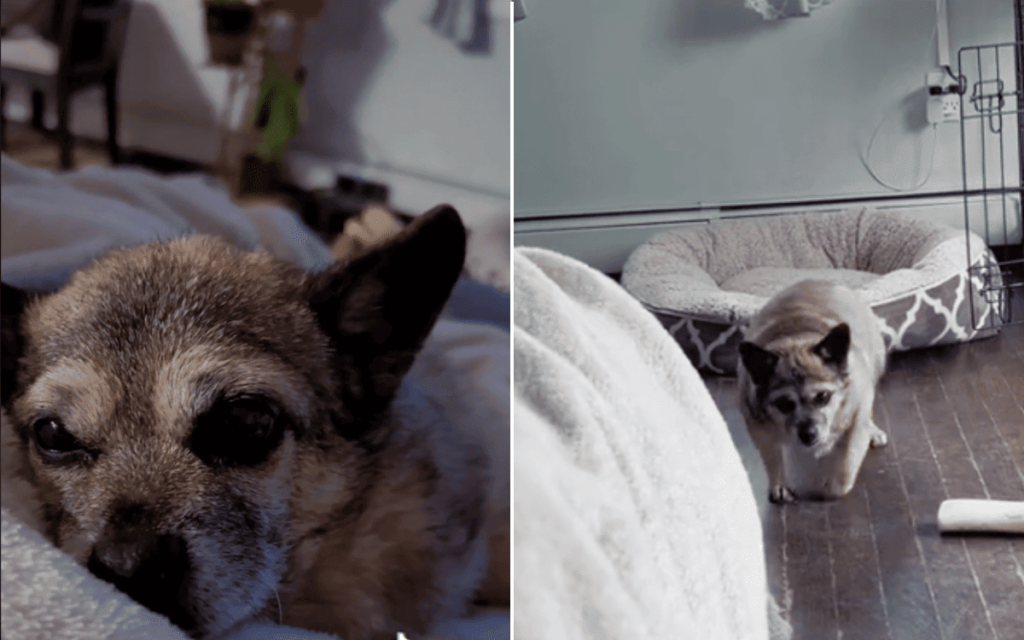 Rocky, the 14-year-old Chihuahua, adores cuddling with his owner, Vanessa Cardello.
