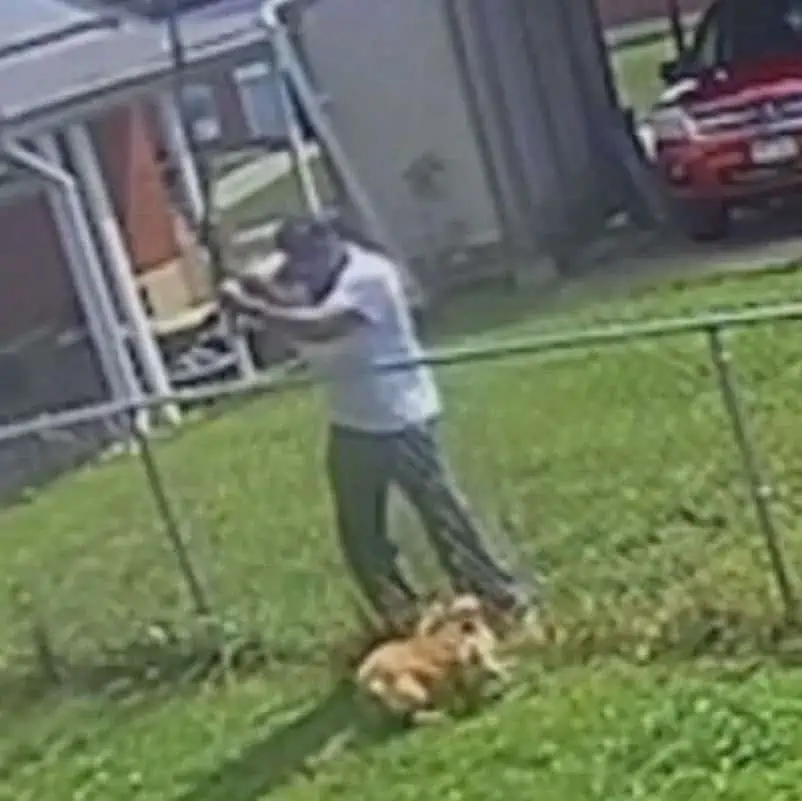 Some question jail-free sentence for man who beat chihuahua with shovel (Hamilton County Sheriff's Office)