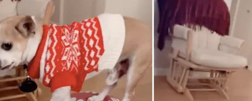 Loyal Dog Stays with Pregnant Owner During Labor 1 Maria Shayna