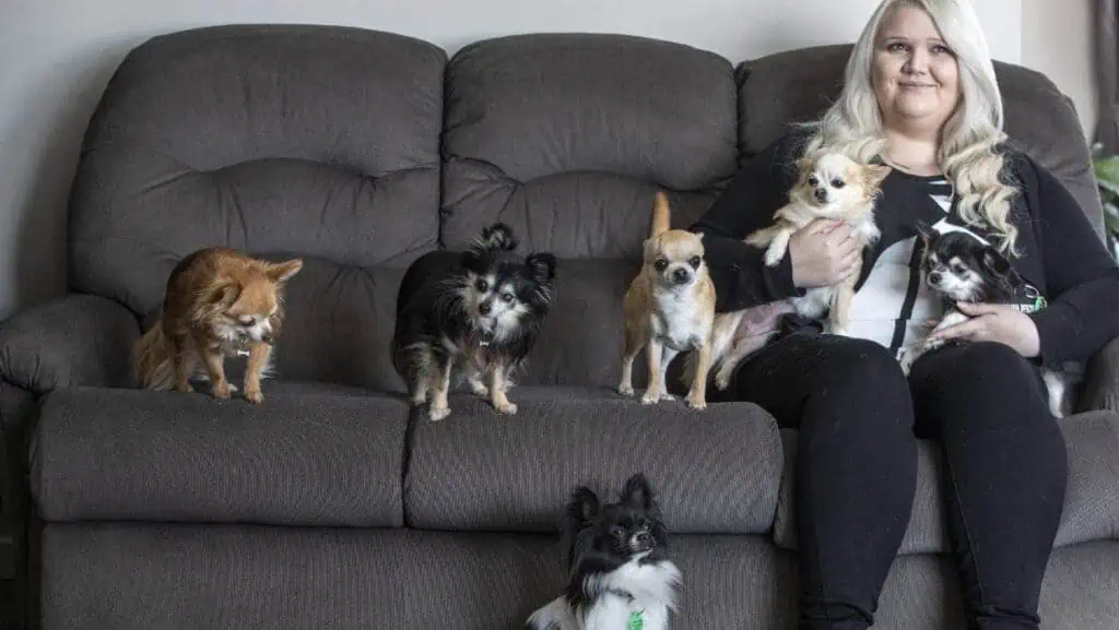 Casey Walters, from NZ Chihuahua Rescue Trust, helps rehome small dogs.
