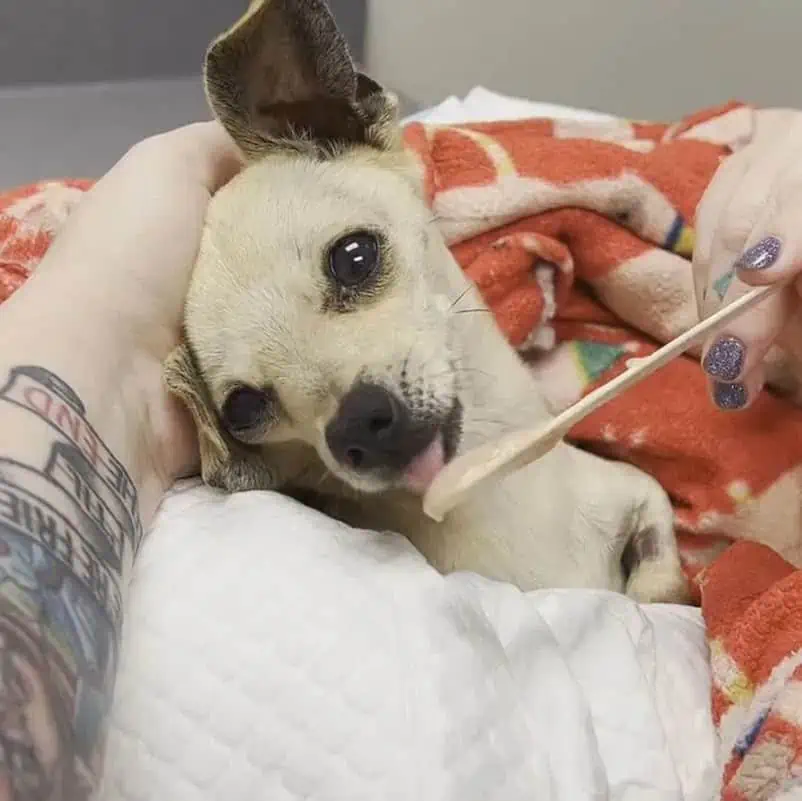 Some question jail-free sentence for man who beat chihuahua with shovel (Proud Pups Rescue)

