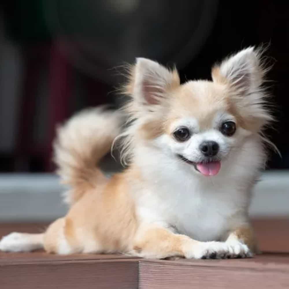 A stock image of a Chihuahua puppy. A Chihuahua puppy converted a man into a "dog person" in a viral Instagram video.