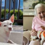 100-Year-Old Finds Joy in Adoptable Senior Chihuahua