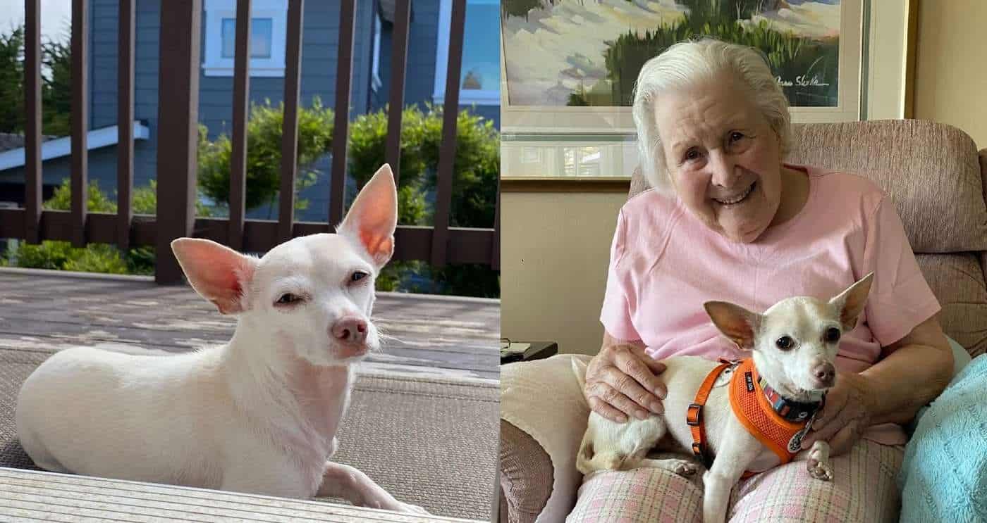 Read more about the article 100-Year-Old Finds Joy in Adoptable Senior Chihuahua