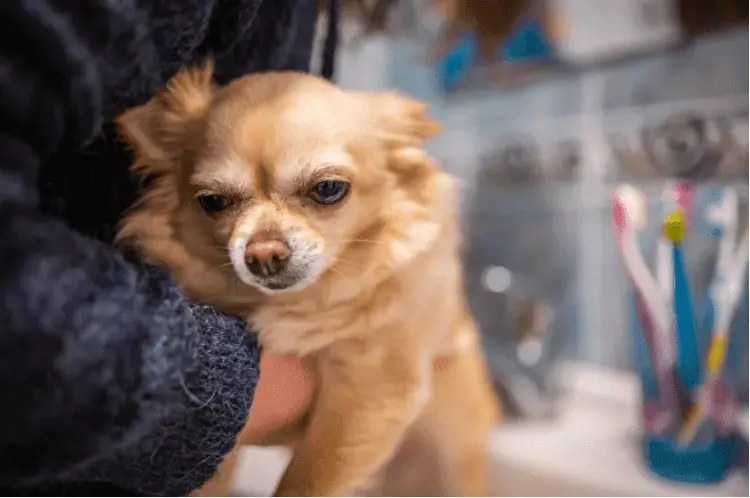 A stock photo of a Chihuahua being lifted into a bathroom sink. Milo's bathtime routine has received over 6 million views on TikTok.ISTOCK/GETTY IMAGES PLUS/JAN ROZEHNAL