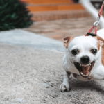 Unveiling the Most Aggressive Dog Breeds: Is Your Pooch on the List?