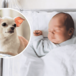 Chihuahua’s Heartwarming Reaction to Owner’s Baby Sparks Adorable Connection