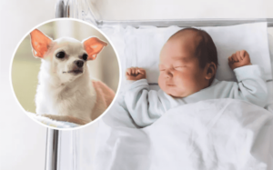 Read more about the article Chihuahua’s Heartwarming Reaction to Owner’s Baby Sparks Adorable Connection