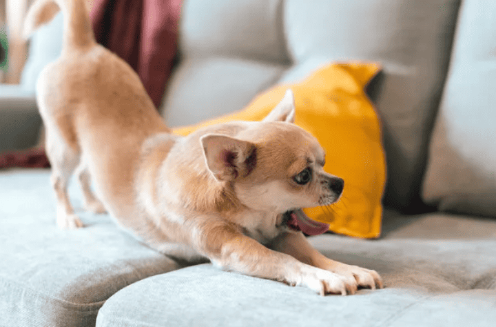 How to Care for a Chihuahua with a Stomach Ache. Image Credits: Anna Ostanina/iStock/GettyImages