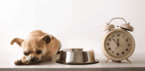 Read more about the article Perfect Care for a Chihuahua with a Stomach Ache