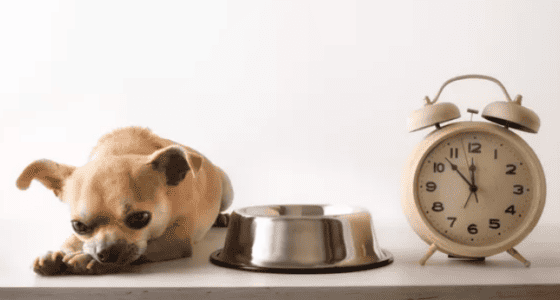 How to Care for a Chihuahua with a Stomach Ache