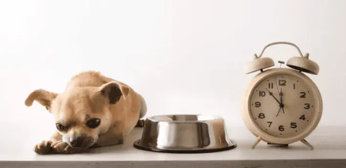 Abdominal Pain Dog Prayer Position. Image Credit: Davizro/iStock/GettyImages