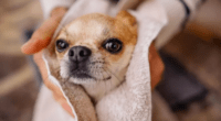 Chihuahua's Blissful Bathtime Routine Goes Viral 2 A stock photo of a Chihuahua being dried by a towel