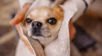 A stock photo of a Chihuahua being dried by a towel