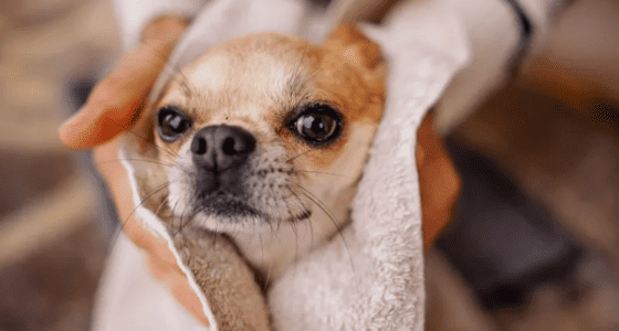 A stock photo of a Chihuahua being dried by a towel