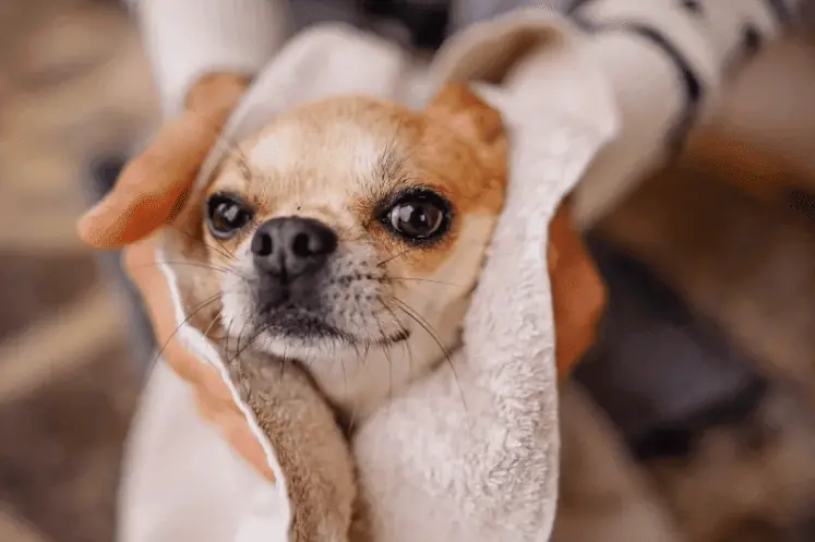 A stock photo of a Chihuahua being dried by a towel