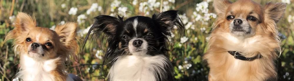 Read more about the article Chihuahua’s Heartwarming Journey as ‘Single Dad’ to Two Boys