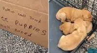 Woman Rescues 'Free Puppies' Found Abandoned on Roadside