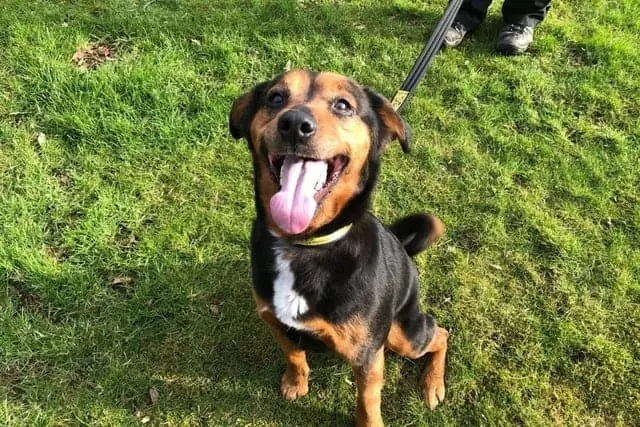 Chihuahua Dora Needs Adoption 5 7. Earza
Rottweiler - aged 5-7 - female. A sweet girl who needs help with socialising.