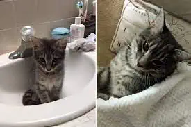 Rescue cat Smokey lives with owner Margaret Garrett in Florida. Today, the once tiny kitten is a well-loved household pet who has truly made himself at home.