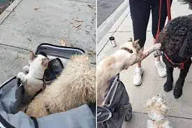 Murray the cat loves going on strolls with his owner and canine siblings. He even says hello to passing dogs.