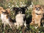 A stock image of three Chihuahuas. "Chihuahuas are tiny dogs with giant personalities," vet Dr. Jennifer Frione told Newsweek.