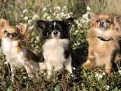 A stock image of three Chihuahuas. "Chihuahuas are tiny dogs with giant personalities," vet Dr. Jennifer Frione told Newsweek.