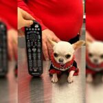 Meet Pearl – The Shortest Dog: A 3.59 Inch Chihuahua