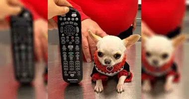 Meet Pearl - The Shortest Dog: A 3.59 Inch Chihuahua - Chihuacorner.com