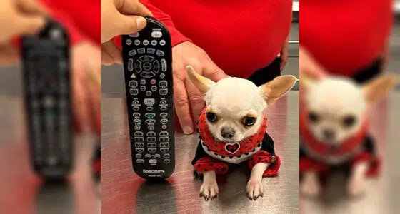 Meet Pearl - The Shortest Dog: A 3.59 Inch Chihuahua - Chihuacorner.com