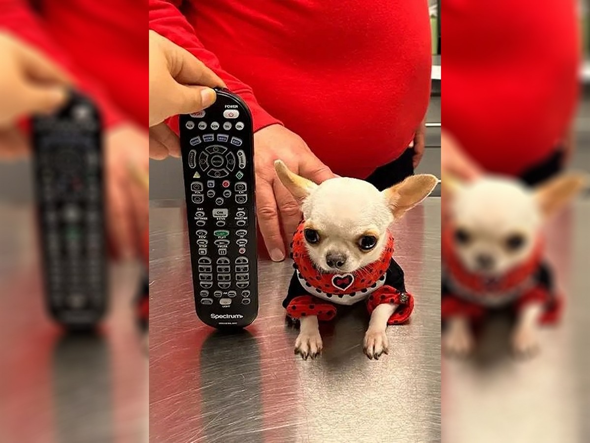 Read more about the article Meet Pearl – The Shortest Dog: A 3.59 Inch Chihuahua