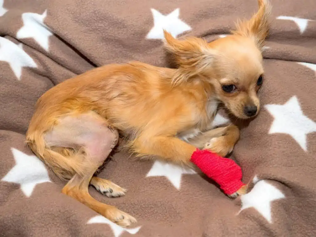 Joint issues in Chihuahuas, illustrated with an image of a Chi lying down