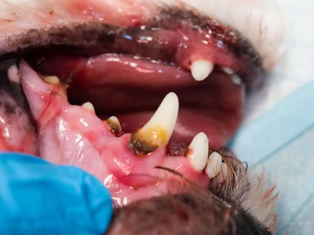 Periodontal disease in Chihuahuas, illustrated with a close up image