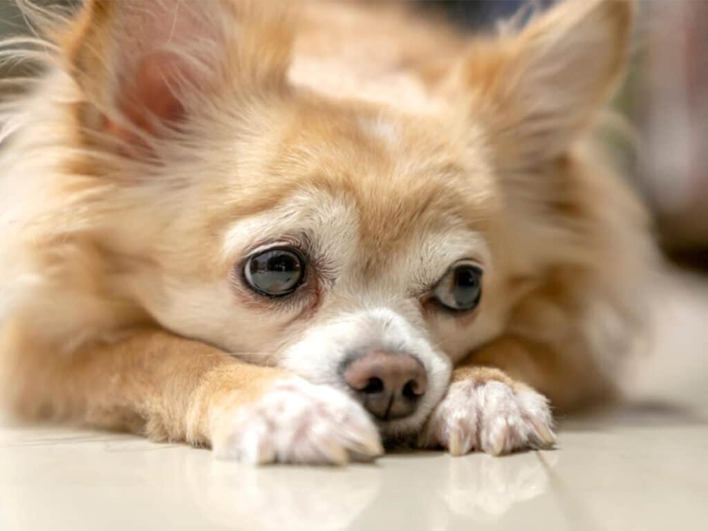 From the vet: Common health issues for Chihuahua owners