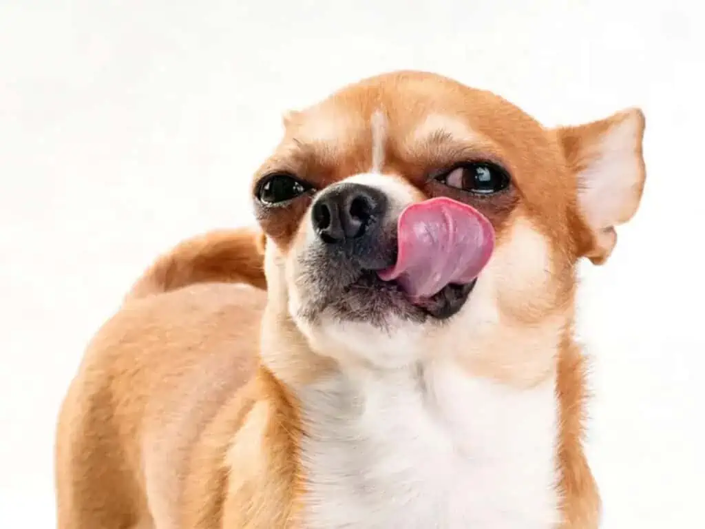 Why does your Chihuahua lick your face so much?