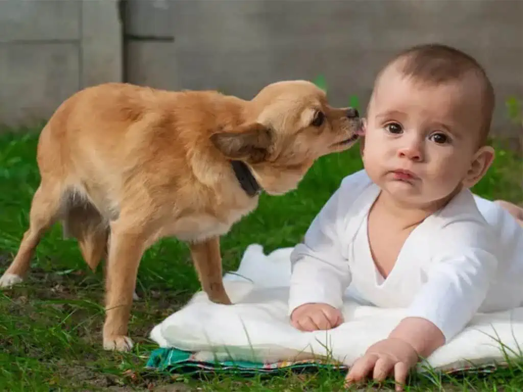 Here's why Chihuahuas lick your face, even if you're a tiny baby