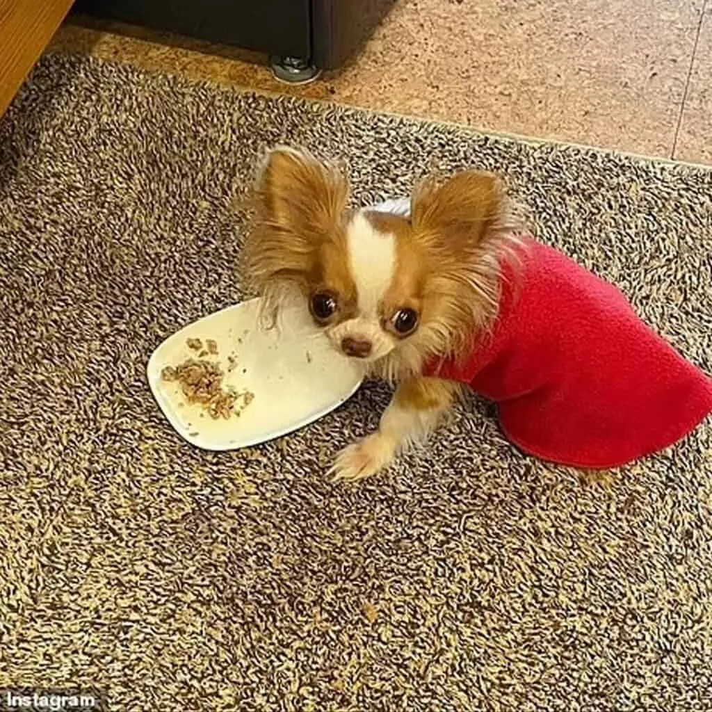 Tiny dog: The Indecent Proposal Star, 60, shared a photo of her dog sitting on her lap on her couch. Her cat was also there, as was a Starbucks cup to show the scale of how small her dog is