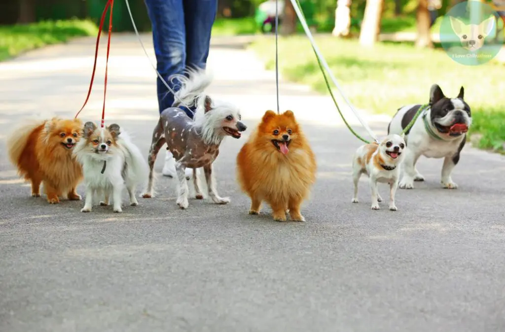 Puppy socialization through walking the dogs outdoors