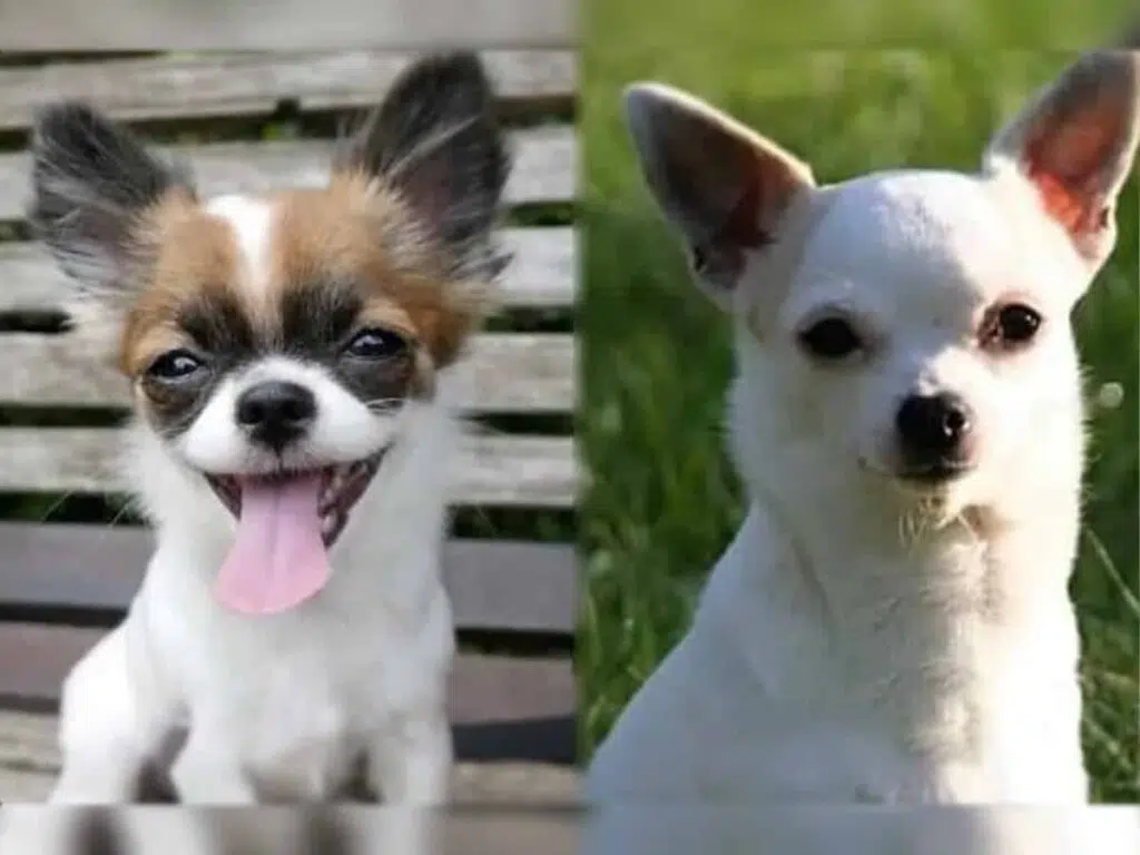 Apple head vs deer head Chihuahuas key differences