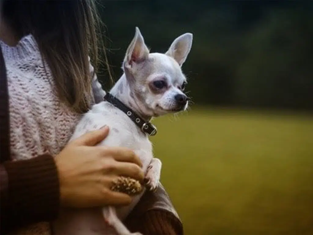 Deer head Chihuahua being held by a woman in a field