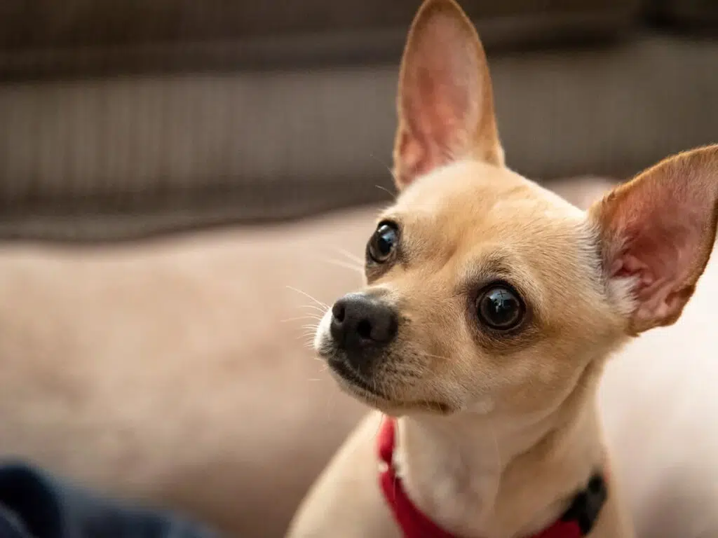 Beige deer head variety pup glancing at owner