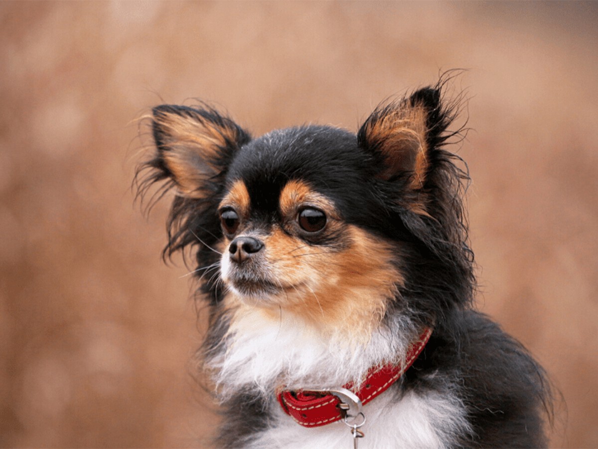 Read more about the article Male or Female Chihuahuas?