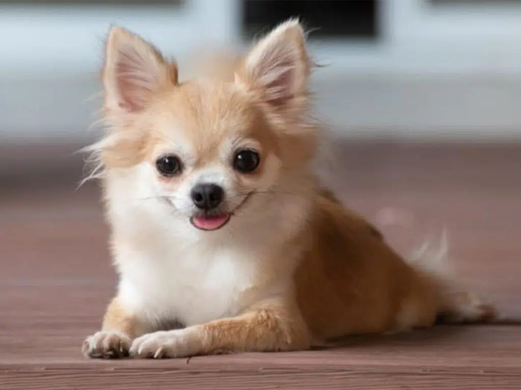 Apple head Chihuahua with paws in front of him