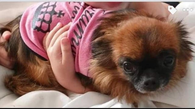 stolen mercedes chihuahua